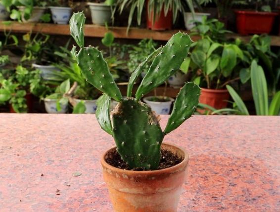 仙人掌不生根原因 仙人掌不生根原因