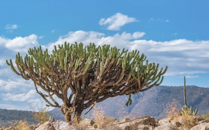 仙人掌發芽照顧