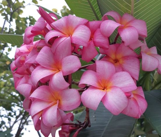 雞蛋花扦插技巧