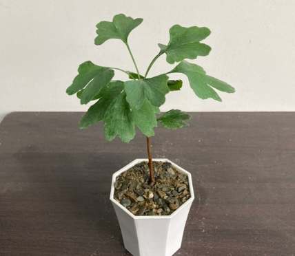 銀杏換盆技巧 銀杏換盆技巧