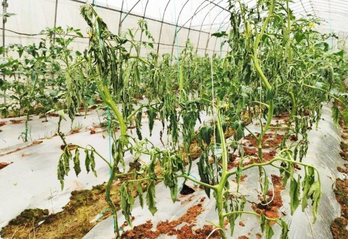 換盆後植物枯萎 換盆後植物枯萎