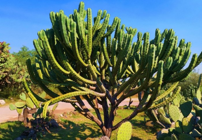 仙人掌種子發芽