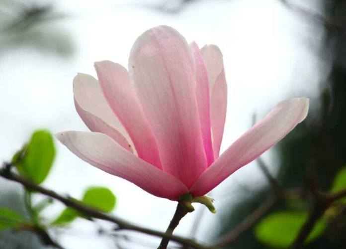 玉蘭花修剪方法 玉蘭花修剪方法