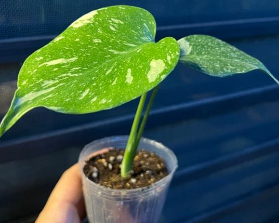 龜背葉水培照顧