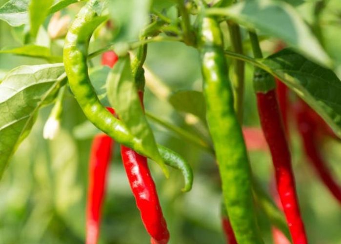 辣椒土壤配方