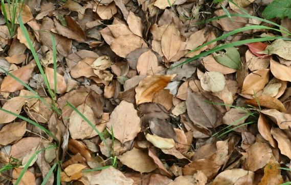 葉子枯黃解決方法 葉子枯黃解決方法