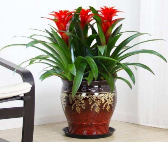 室內植物推薦 室內植物推薦