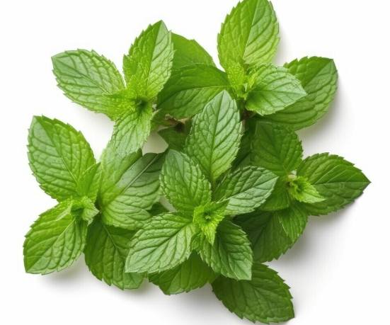 薄荷種植方法 薄荷種植方法