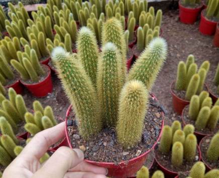 室內仙人掌養護