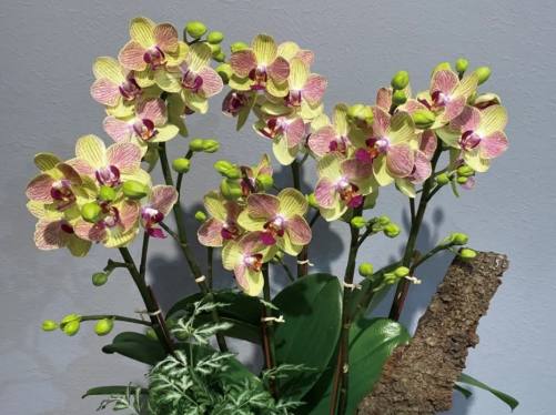 蘭花施肥方法 蘭花施肥方法