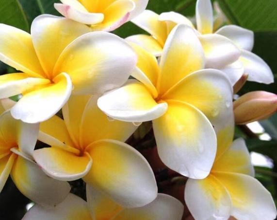 雞蛋花根部修剪