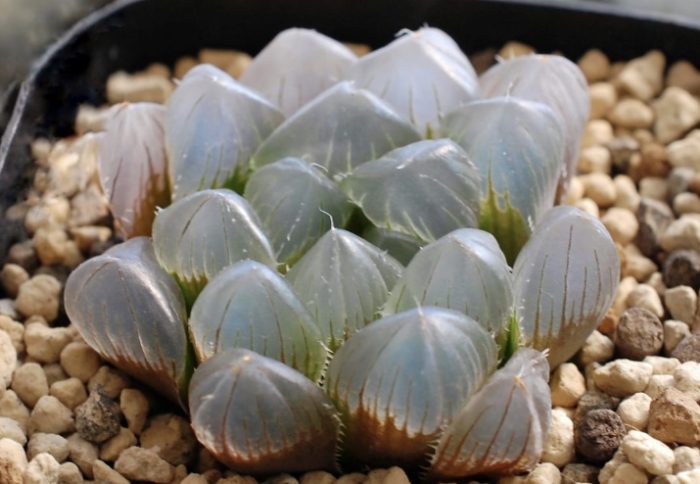 多肉植物頂芽處理