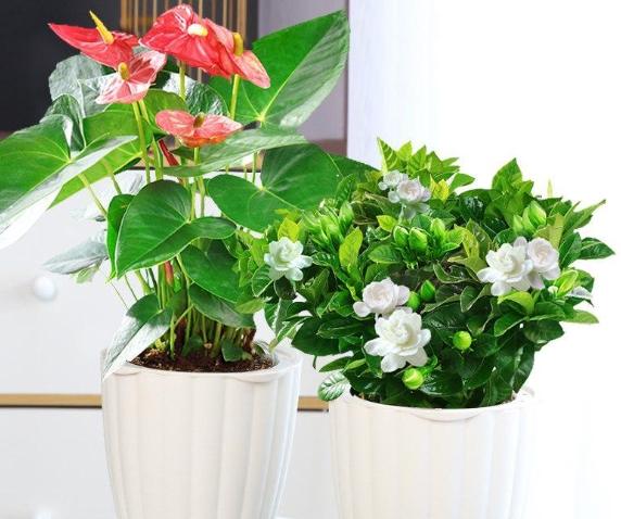 室內植物推薦 室內植物推薦