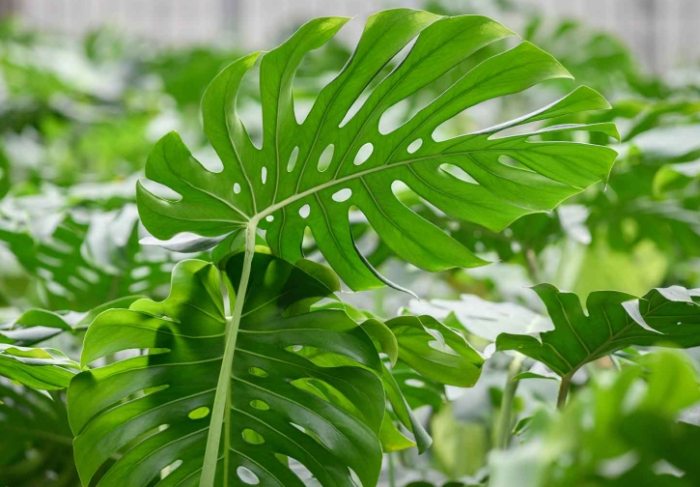 龜背芋葉子變黃 龜背芋葉子變黃