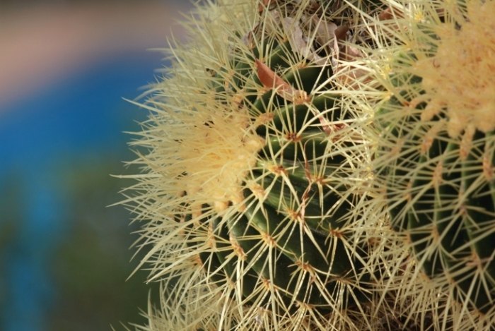 仙人掌發芽方法