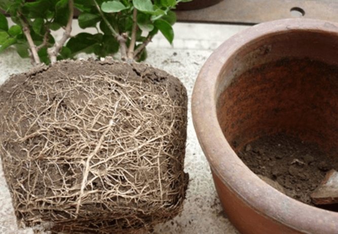 換盆後澆水 換盆後澆水