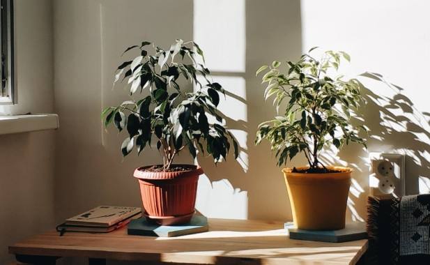 仙人掌換盆時間