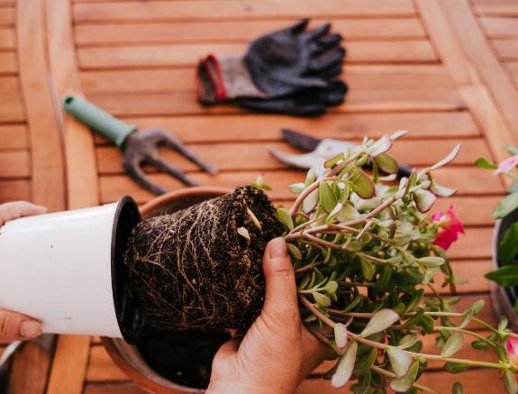 植物根部修剪 植物根部修剪