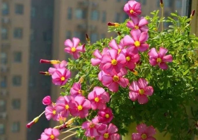 台湾家庭花卉推荐 台湾家庭花卉推荐