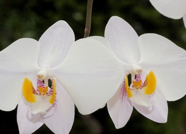 秋天蝴蝶蘭照顧