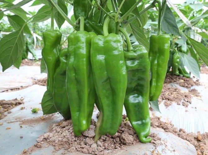 辣椒生長溫度