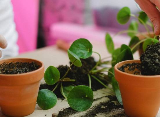 換盆剪根技巧 換盆剪根技巧