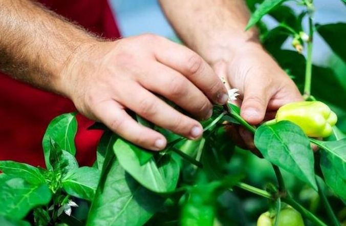 辣椒种植技巧