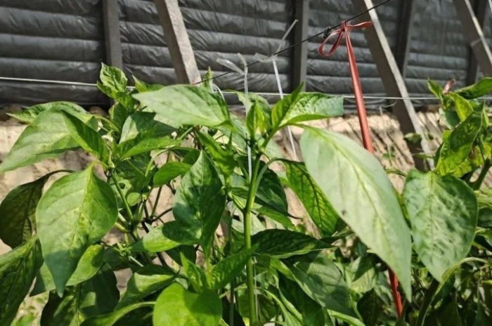 辣椒生長溫度