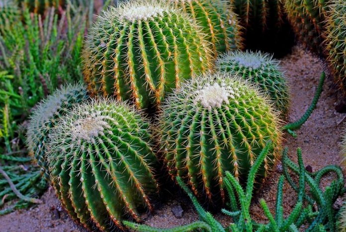 仙人掌 風水 仙人掌 風水