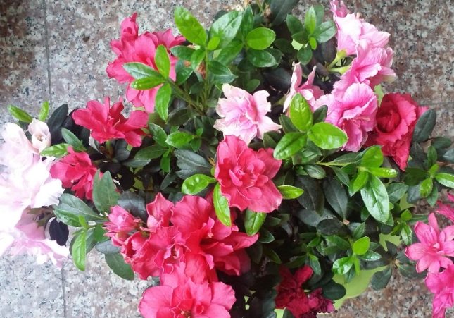 新手種植技巧 新手種植技巧