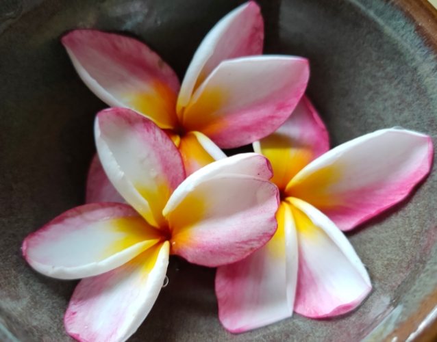 雞蛋花種子如何發芽