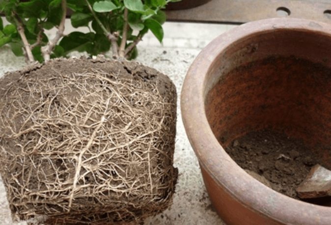 盆栽果樹移植 盆栽果樹移植