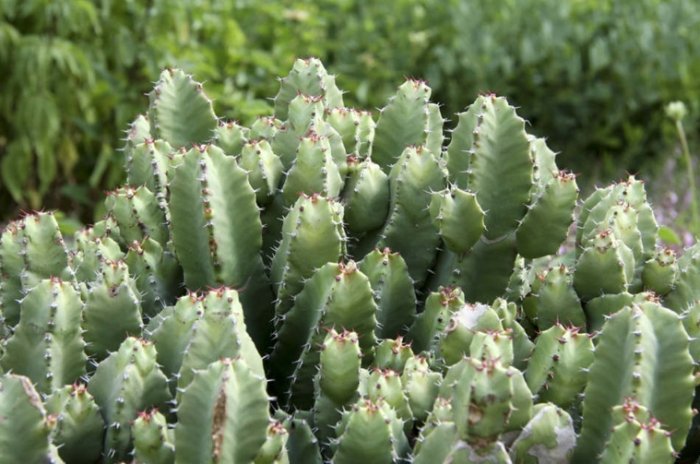 仙人掌土壤配方 仙人掌土壤配方