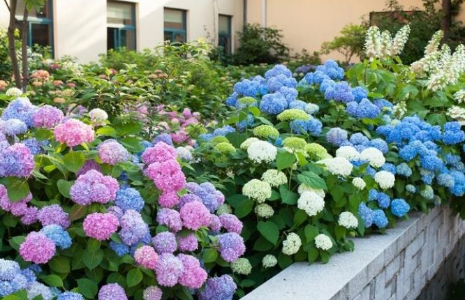 全年開花養護技巧 全年開花養護技巧