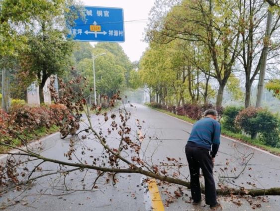 植物葉子枯黃處理 植物葉子枯黃處理