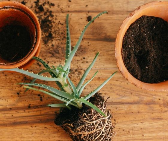植物根部修剪 植物根部修剪