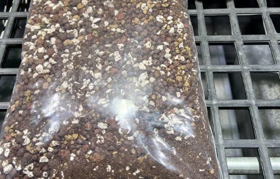 多肉植物介質選擇 多肉植物介質選擇