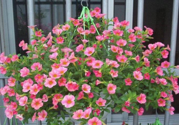 全日照植物推薦 全日照植物推薦