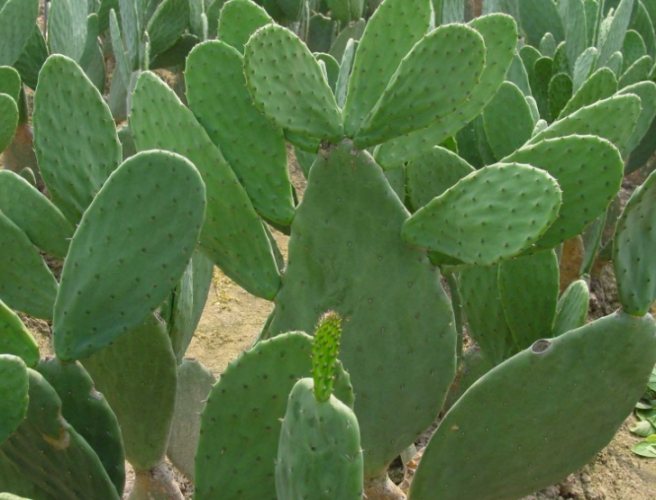 仙人掌不生根原因 仙人掌不生根原因