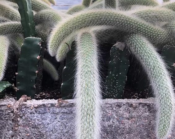 仙人掌繁殖常見問題