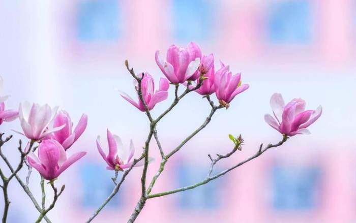 玉蘭樹修剪時機