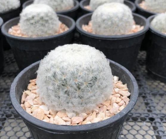 仙人掌澆水技巧