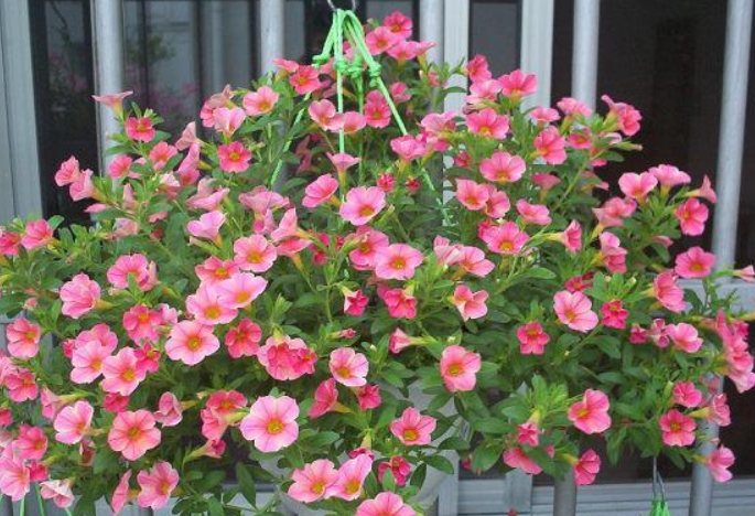 半日照植物推薦 半日照植物推薦