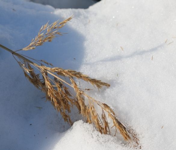植物養護 植物養護
