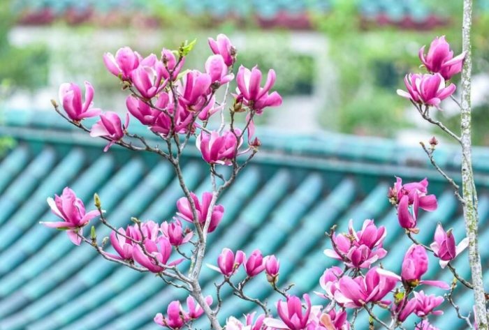 玉蘭花開花後護理 玉蘭花開花後護理