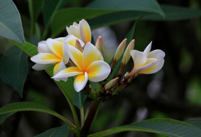 冬天雞蛋花養護技巧