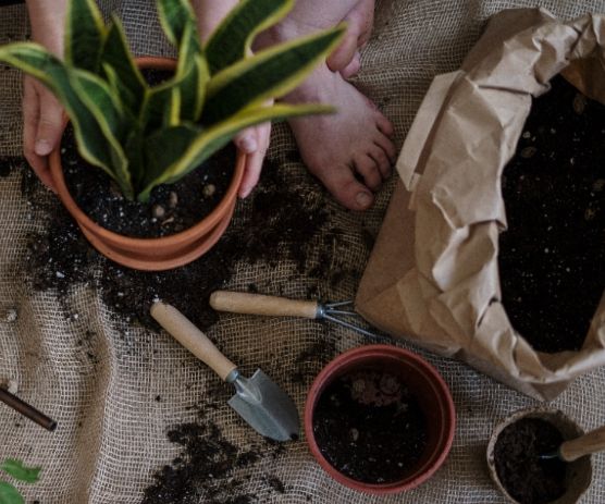 換盆後植物死亡 換盆後植物死亡