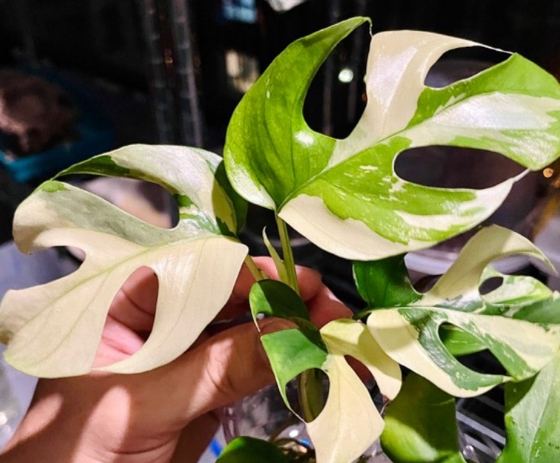 龜背芋葉子枯黃 龜背芋葉子枯黃