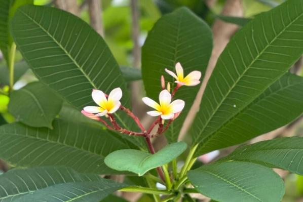 雞蛋花養護 雞蛋花養護