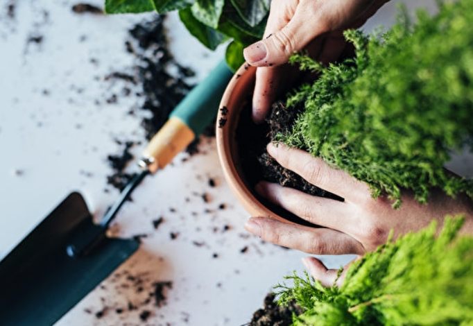 換盆後護理 換盆後護理